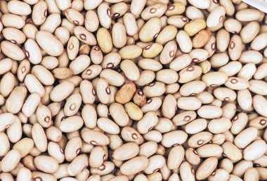 Fasulye arkaplanı (Fhaseolus)\\ sebzeler için besin