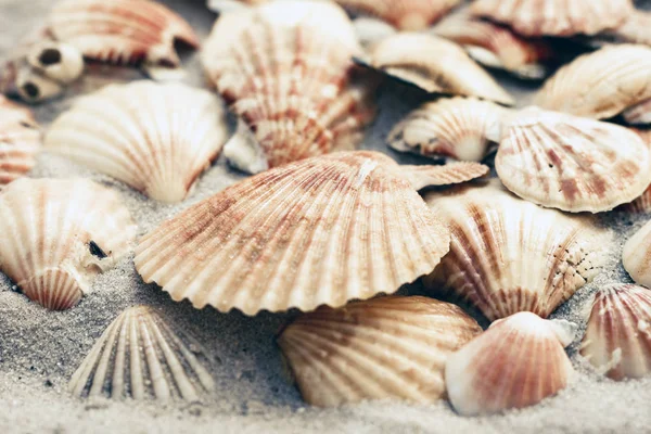 Seashells on the sand, summer beach background with copy space f — Stock Photo, Image