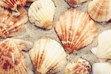 Kumda deniz kabukları, yazlık plaj arka planı ve fotokopi alanı.