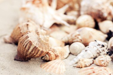 Kumda deniz kabukları, yaz plajı arka planı, seyahat konsepti. .