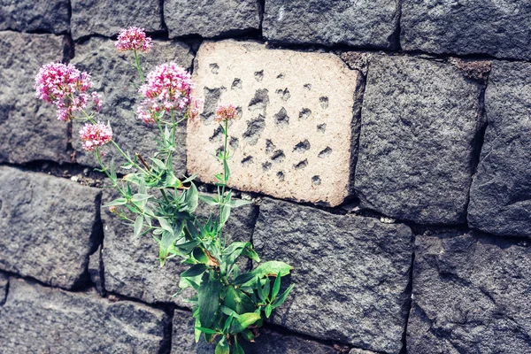 flowers on the stone brick wall