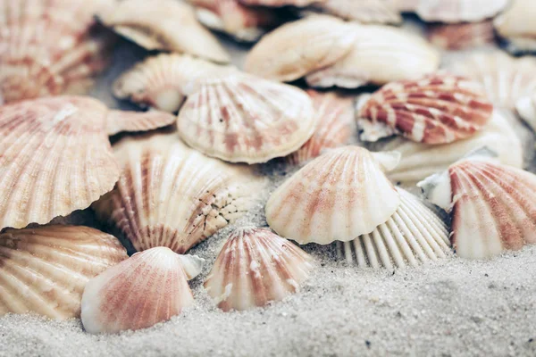 Seashells on the sand, summer beach background, travel concept . — Stock Photo, Image