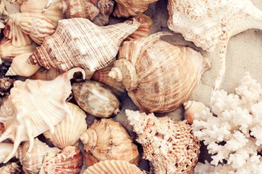 Kumda deniz kabukları, yaz plajı arka planı, seyahat konsepti. .