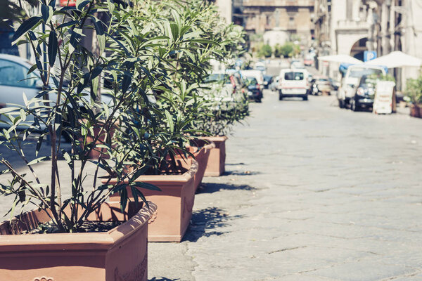 Beautiful cityscape of Italy, decorative plant in pots on historical street of Catania, Sicily