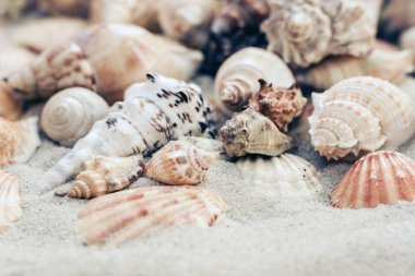 Kumda deniz kabukları, yaz plajı arka planı, seyahat konsepti. .
