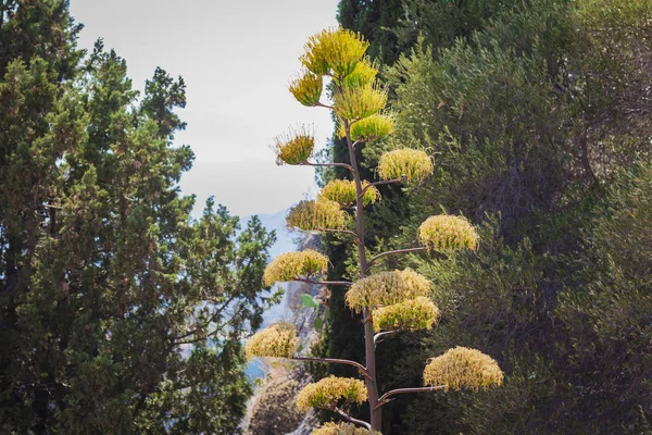 Arbre en pleine floraison près de l'amphithéâtre à Taormine, Sicile, Italie . — Photo