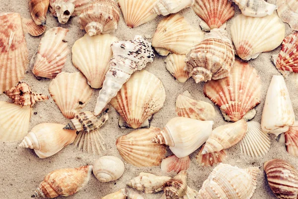 Seashells on the sand, summer beach background, travel concept . — Stock Photo, Image