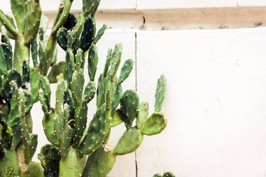 Kaktüs Opuntia, T caddesindeki kafede incir ağacı olarak bilinir.