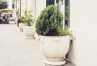 Katanya, Sicilya, İtalya 'nın tarihi caddesinde saksıda bitki yetiştirmek.