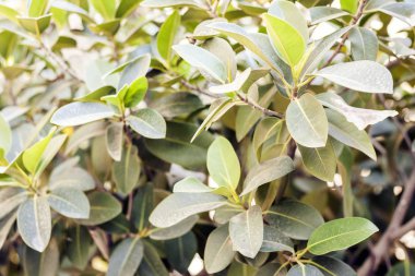 Arkaplan tasarımı için yeşil yaprak dokusu.