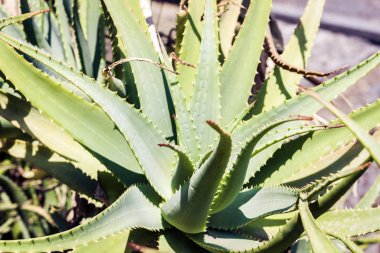 Aloe succulent, dekoratif bitki Catania, Sicil caddesinde