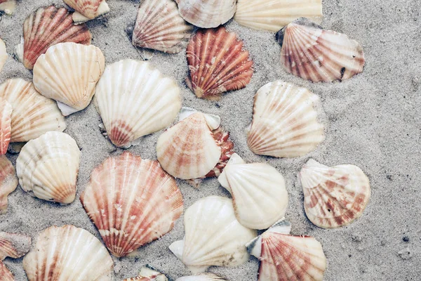 Seashells on the sand, summer beach background, travel concept . — Stock Photo, Image