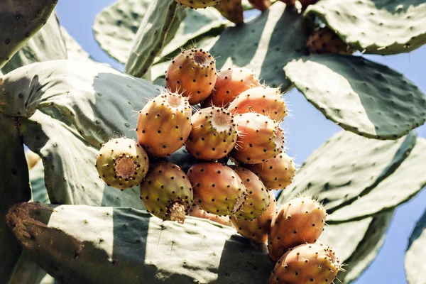 Fruits of Prickly pear cactus with fruits also known as Opuntia,