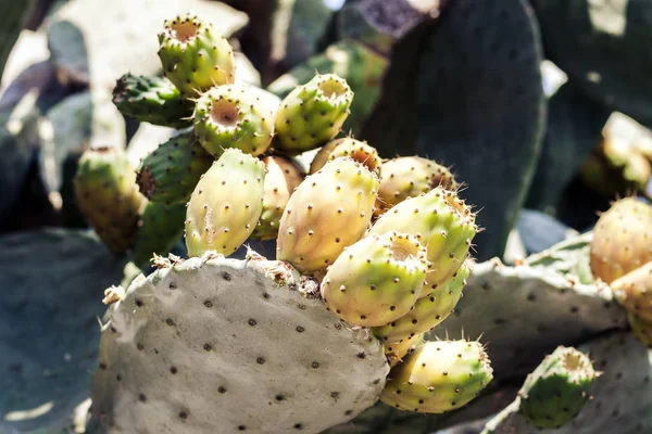 Prickly pear cactus with fruits also known as Opuntia, ficus-ind