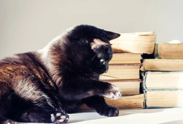 Gato preto deitado na mesa branca, pilha de livros antigos no fundo — Fotografia de Stock