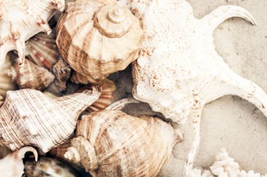 Kumda deniz kabukları, yaz plajı arka planı, seyahat konsepti...