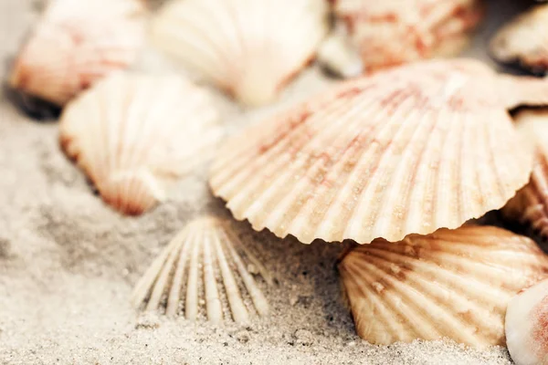 Seashells on the sand, summer beach background, travel concept w — Stock Photo, Image