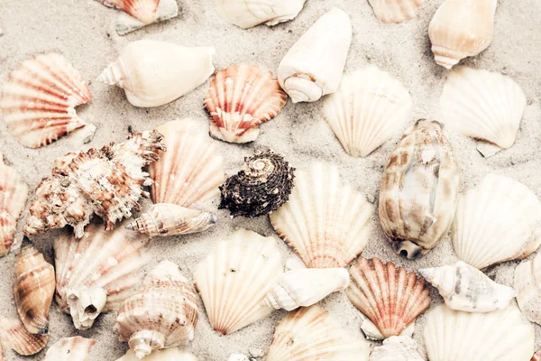 Seashells on the sand, summer beach background, travel concept w — Stock Photo, Image