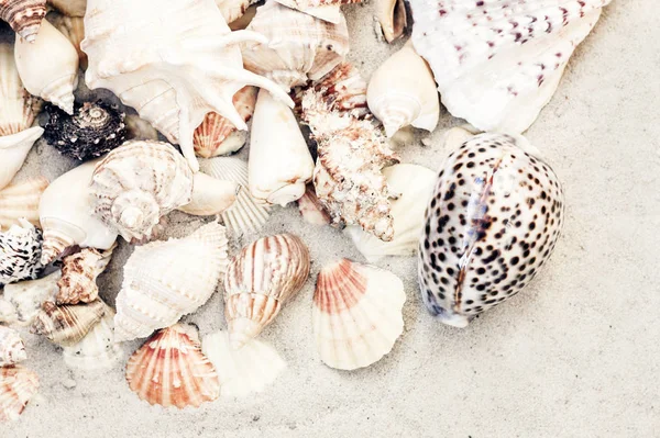 Conchas de mar en la arena, fondo de playa de verano, concepto de viaje w —  Fotos de Stock