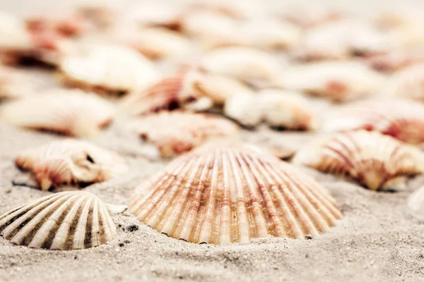 Seashells on the sand, summer beach background, travel concept w Royalty Free Stock Images