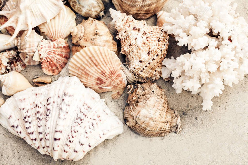 Seashells on the sand, summer beach background, travel concept w