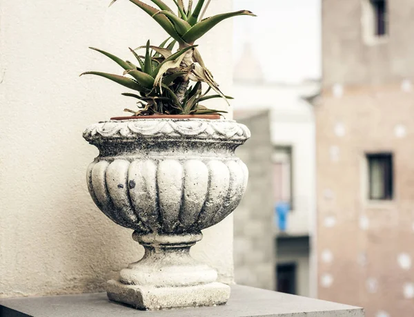 Decorative stone pot for plants on the terrace of a historic bui
