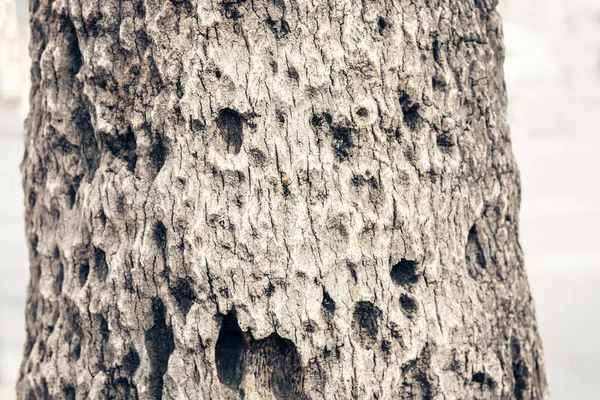 樹皮の乾燥した質感の木の幹の背景. — ストック写真