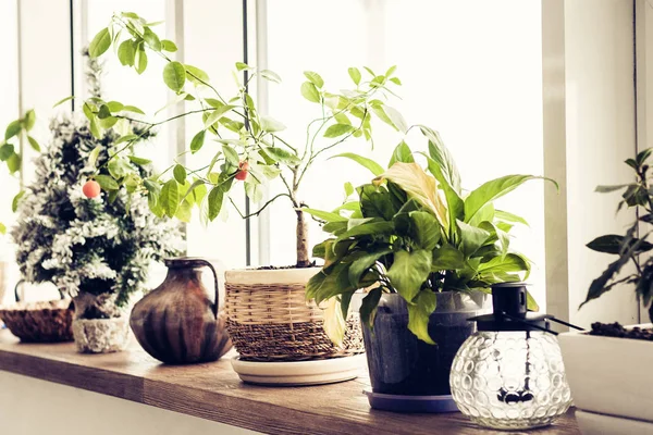 Plants in flower pots on the windowsill. — Stock Photo, Image