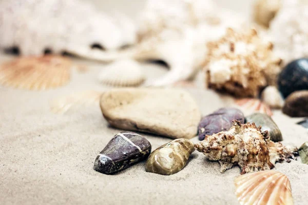 Snäckskal och stenar på sanden, sommar strand bakgrund resa — Stockfoto