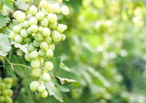 Viñedos en la vendimia de otoño, uvas verdes maduras  . — Foto de Stock