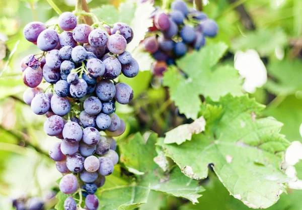 Primer plano de racimos de uvas Shiraz maduras en vid  . — Foto de Stock