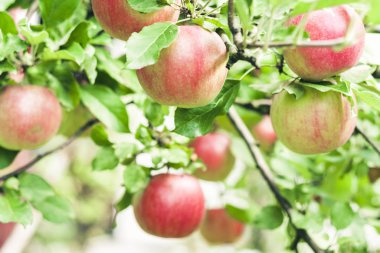 Olgun kırmızı elmalar bahçede bir elma ağacında yetişir..