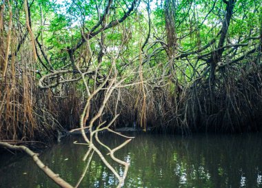 Sri Lanka 'da Bentota nehrindeki Mangrovlar.