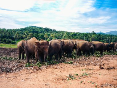 Sri Lanka 'da filler, Pinnawala Fil Yetimhanesi.