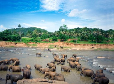 Filler Sri Lanka 'daki Oya nehrinde yıkanır, Pinnawala Elephan