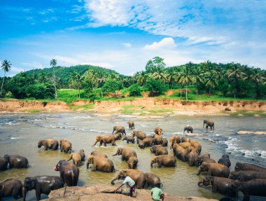 Filler Sri Lanka 'daki Oya nehrinde yıkanır, Pinnawala Elephan