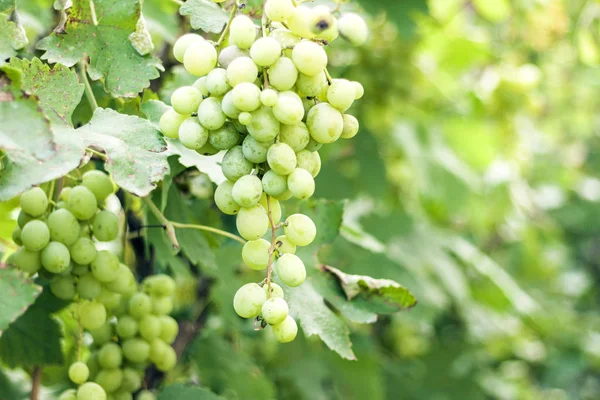 Viñedos en la vendimia de otoño, uvas verdes maduras  . — Foto de Stock