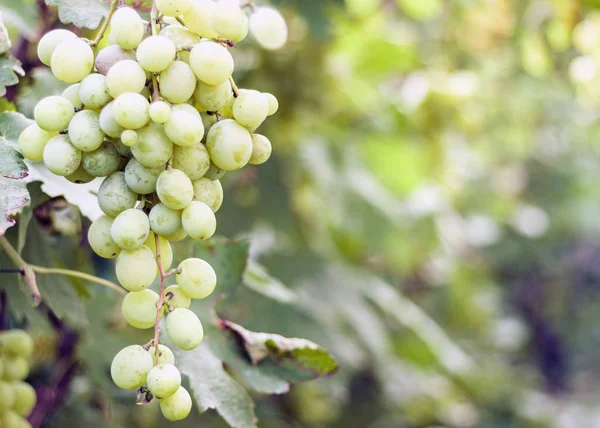 Viñedos en la vendimia de otoño, uvas verdes maduras  . — Foto de Stock