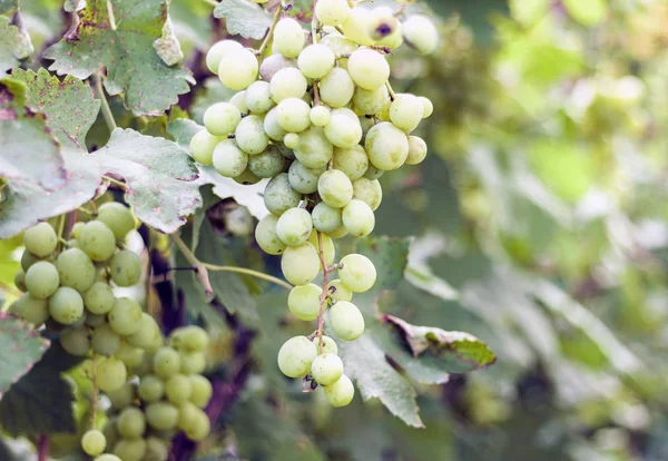 Viñedos en la vendimia de otoño, uvas verdes maduras  . — Foto de Stock