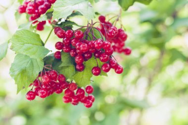 Kırmızı viburnum (viburnum opulus) böğürtlen ve yapraklarla dallanır