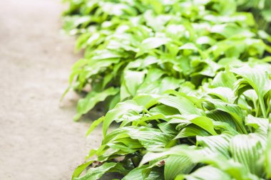 Yeşil yapraklı hosta arka planda, bahçede bitkiler.
