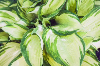 Yeşil yapraklı hosta arka planda, bahçede bitkiler.