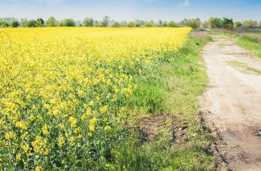 Tecavüz meydanda çiçek açar (Brassica Napus), sarı çiçeklerle.