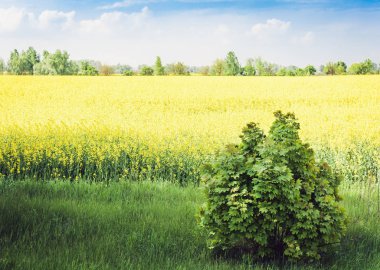 Tecavüz meydanda çiçek açar (Brassica Napus), sarı çiçeklerle.