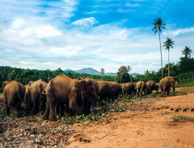 Sri Lanka 'da filler, Pinnawala Fil Yetimhanesi.