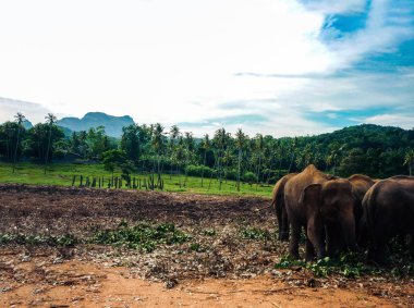 Sri Lanka 'da filler, Pinnawala Fil Yetimhanesi.
