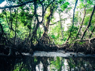 Sri Lanka 'da Bentota nehrindeki Mangrovlar.
