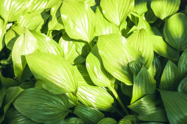 Yeşil yapraklı hosta arka planda, bahçede bitkiler.