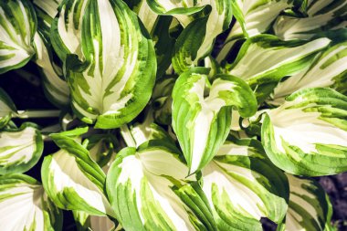 Yeşil yapraklı hosta arka planda, bahçede bitkiler.