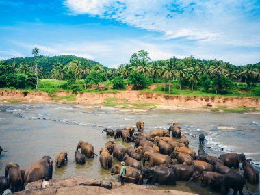 Filler Sri Lanka 'daki Oya nehrinde yıkanır, Pinnawala Elephan